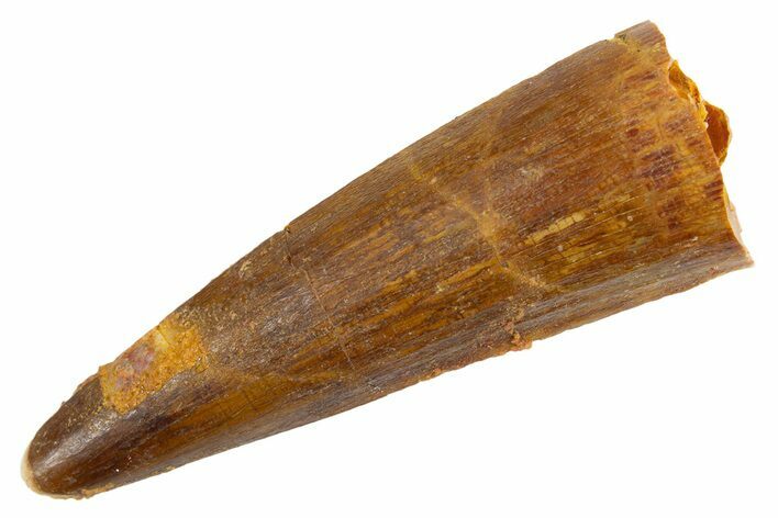 Fossil Spinosaurus Tooth - Real Dinosaur Tooth #305658